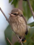 Cedar Waxwing Facts, Habitat, Diet, Life Cycle, Baby, Pictures