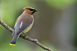 Cedar Waxwing Facts, Habitat, Diet, Life Cycle, Baby, Pictures