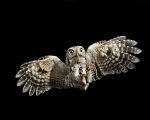 Eastern Screech Owl Facts, Habitat, Diet, Life Cycle, Baby, Pictures