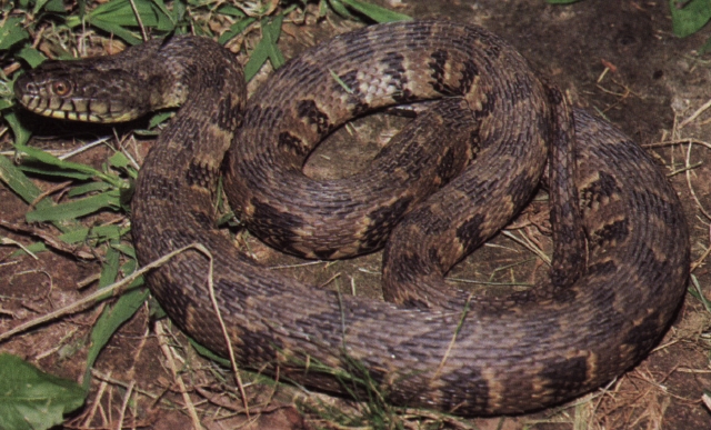 Diamondback Water Snake Facts, Habitat, Diet, Life Cycle, Baby, Pictures