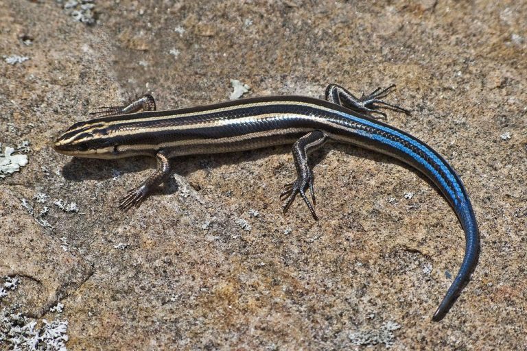 Bluetailed Skink Facts, Habitat, Diet, Life Cycle, Baby, Pictures