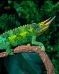 Jackson's Chameleon Facts, Habitat, Diet, Life Cycle, Baby, Pictures