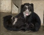 Spectacled Bear Facts, Habitat, Diet, Life Cycle, Baby, Pictures