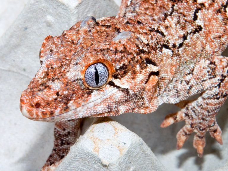 Gargoyle Gecko Facts, Habitat, Diet, Life Cycle, Baby, Pictures