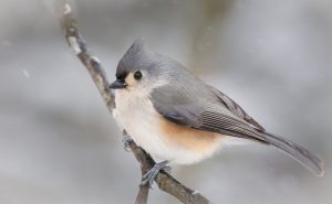 Tufted Titmouse Pictures