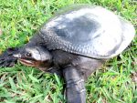 Florida Softshell Turtle Facts, Habitat, Diet, Life Cycle, Baby, Pictures