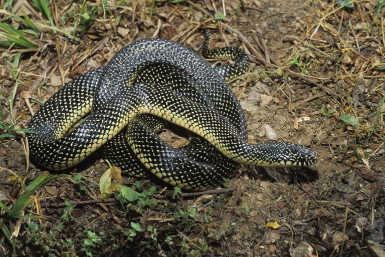 Speckled King Snake Facts, Habitat, Diet, Life Cycle, Baby, Pictures