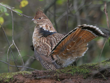 Ruffed Grouse Facts, Habitat, Diet, Life Cycle, Baby, Pictures