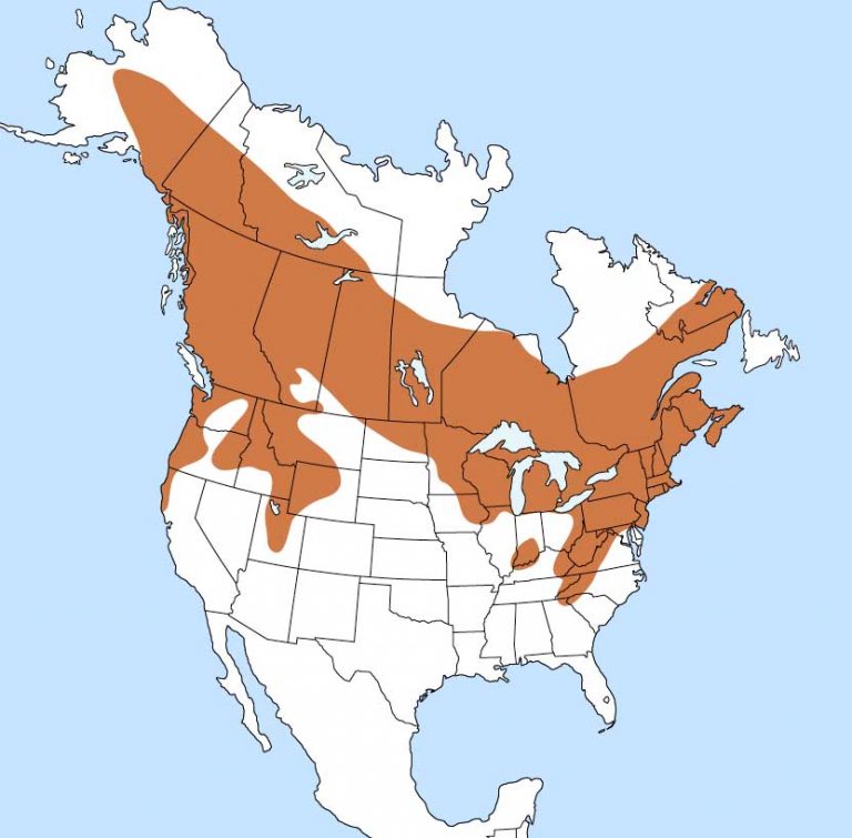 Ruffed Grouse Facts, Habitat, Diet, Life Cycle, Baby, Pictures