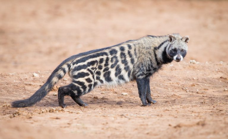 African Civet Facts, Habitat, Diet, Musk, Life Cycle, Baby, Pictures