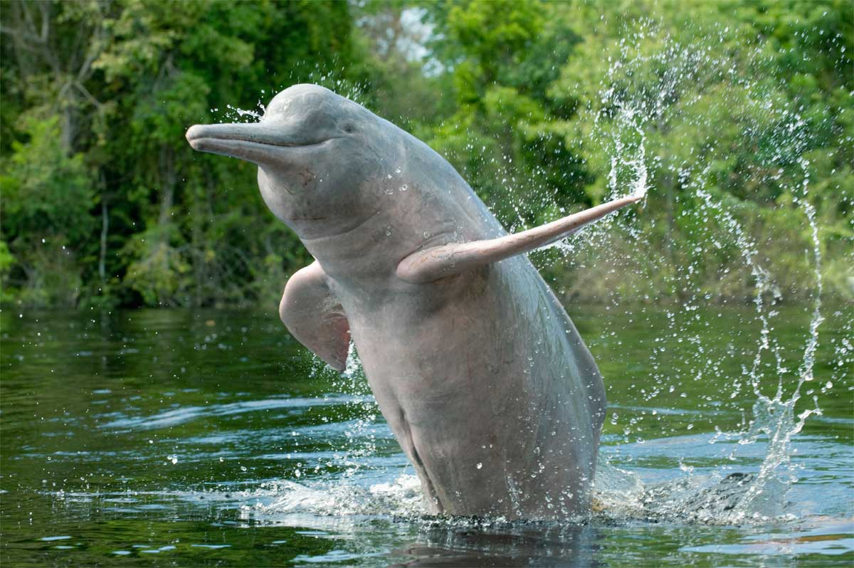 Pink Amazon River Dolphin Facts Habitat Diet Life Cycle Baby Pictures