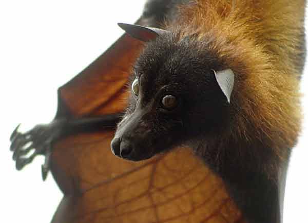giant fox bat