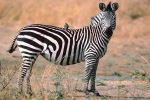 Plains Zebra Facts, Habitat, Diet, Life Cycle, Baby, Pictures