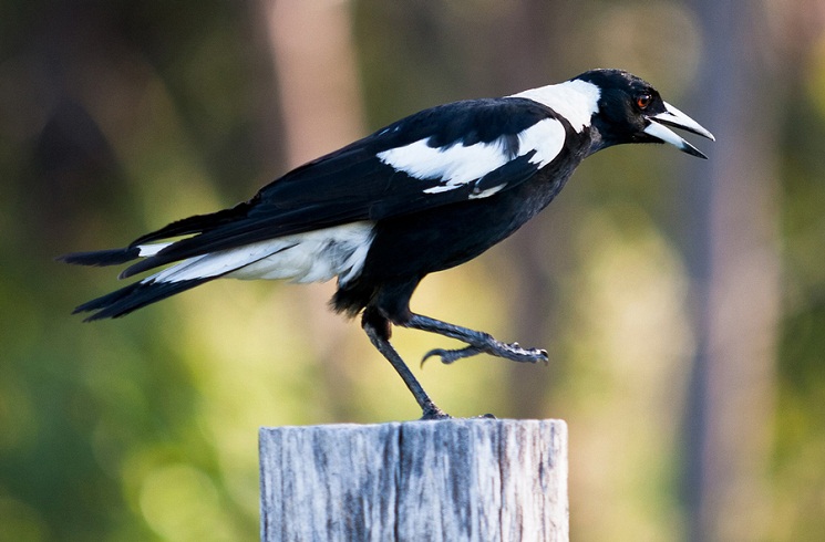 all about magpies