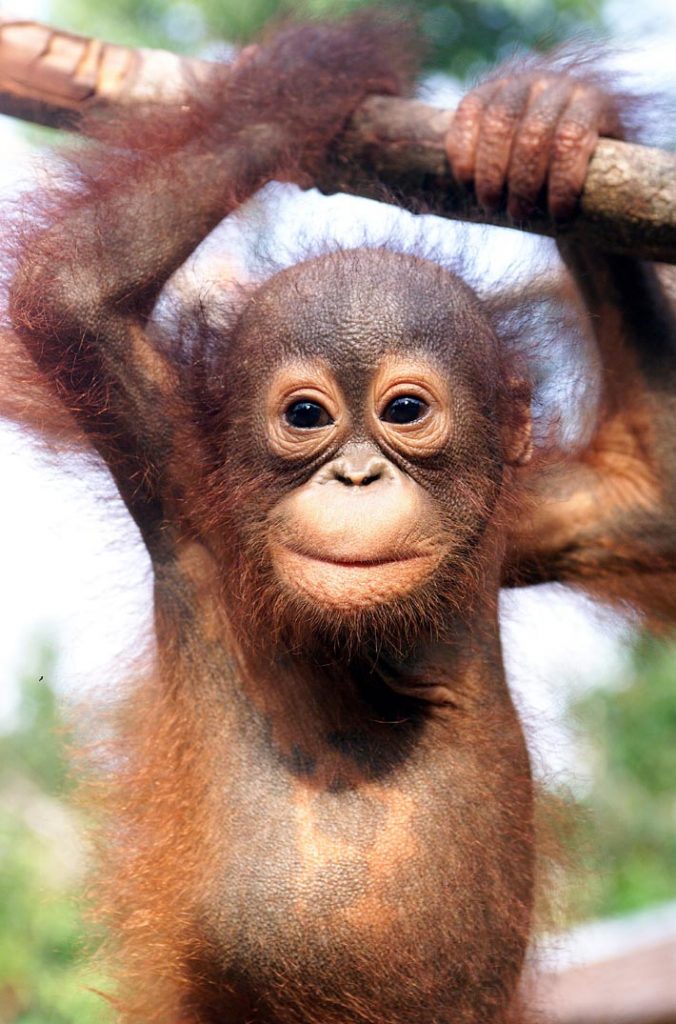 Bornean Orangutan Facts, Habitat, Diet, Life Cycle, Baby, Pictures