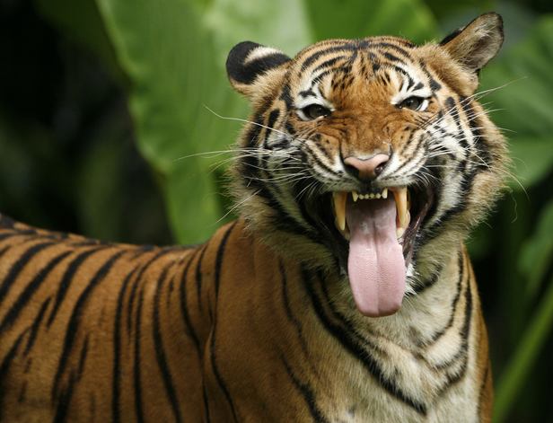 Malayan Tiger Habitat