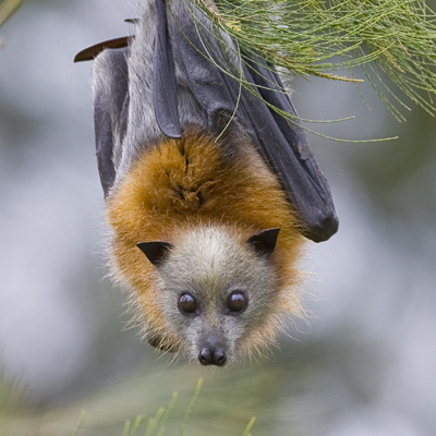 australian flying fox size