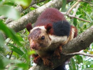 Indian Giant Squirrel Pictures