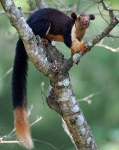 Indian Giant Squirrel Size
