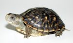 Ornate Box Turtle Facts, Habitat, Diet, Adaptations, Video