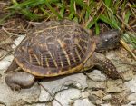 Ornate Box Turtle Facts, Habitat, Diet, Adaptations, Video