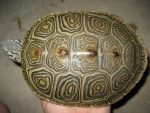 Diamondback Terrapin Facts, Adaptations, Habitat, Diet, Size