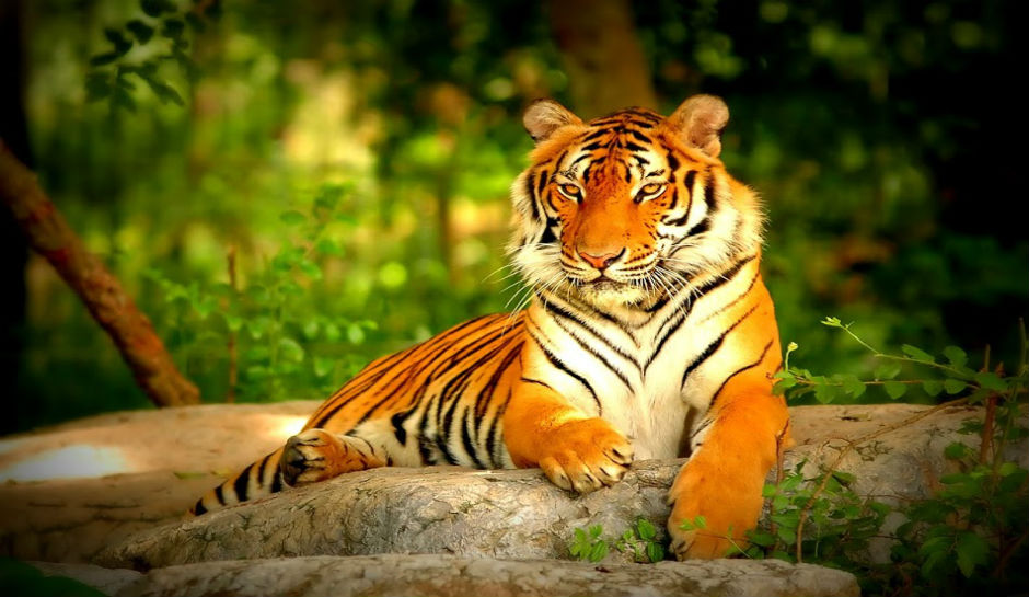 Indochinese Tiger Facts Habitat Behavior Diet Population