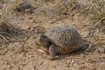 Ornate Box Turtle Facts, Habitat, Diet, Adaptations, Video