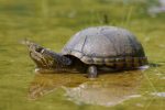 Eastern Mud Turtle Facts, Distribution, Adaptations, Pictures