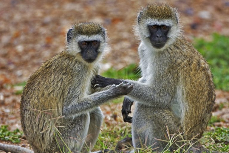 Vervet Monkey Facts, Distribution, Diet, Vocalizations, Pictures