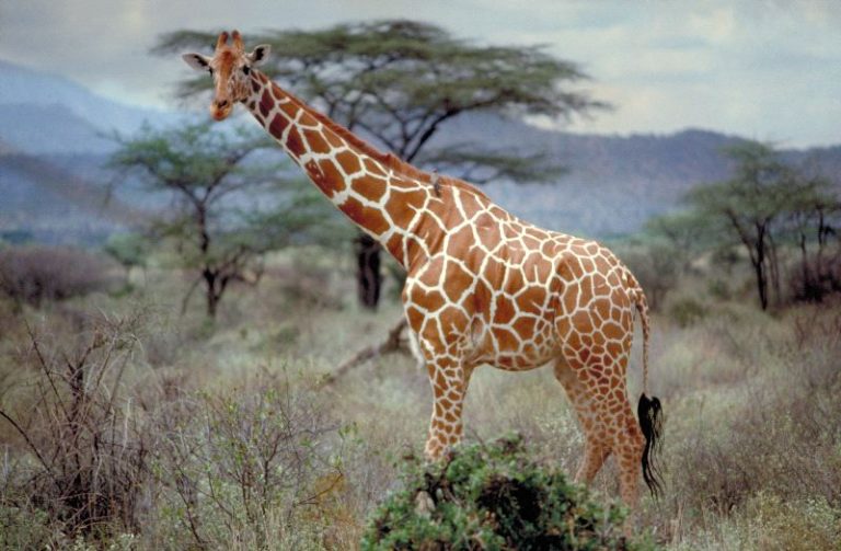 Reticulated Giraffe - Facts, Habitat, Adaptations, Pictures, and More