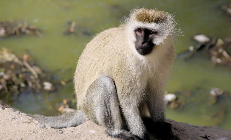 vervet monkey toy