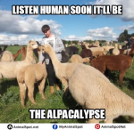 Alpaca Memes