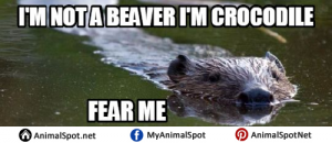 Beaver Memes