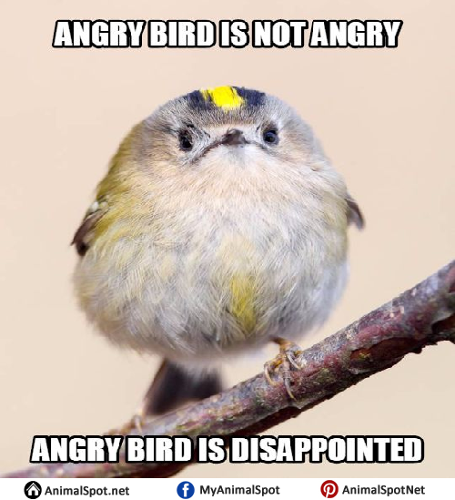 Funny Bird Meme