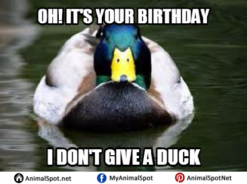 duck dynasty funny memes
