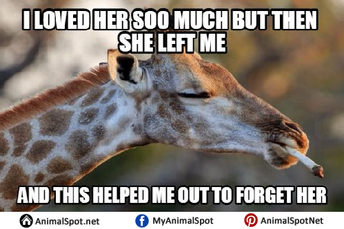 Giraffe Memes