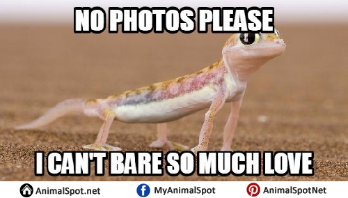 Unimpressed Lizard Meme