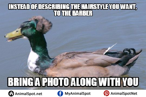 duck hunting memes