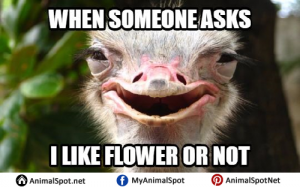 Ostrich Memes