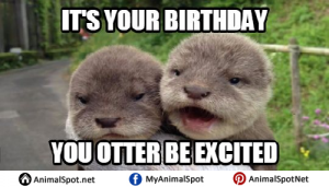 Otter Memes