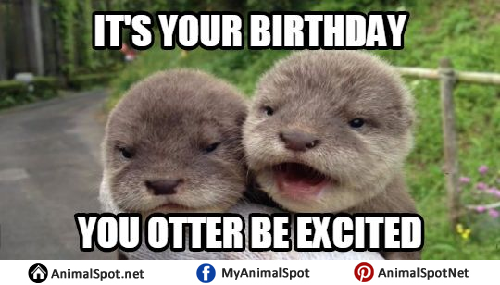 Otter Birthday Meme