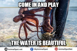 Octopus Memes