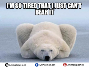 Polar Bear Memes