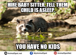 Raccoon Memes