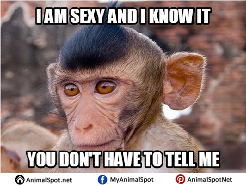 cute monkey meme