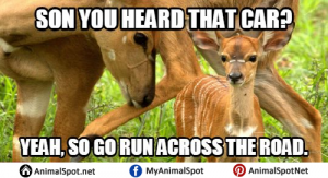 Deer Memes