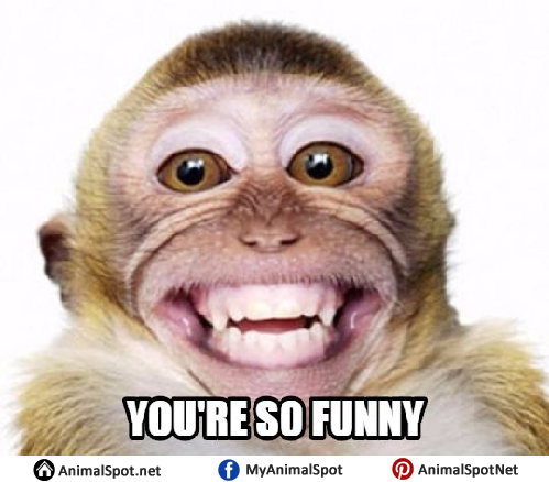 Funny Monkey Memes