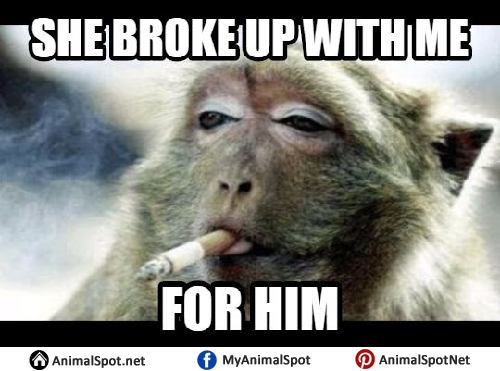 Monkey Memes  Monkey memes, Monkeys funny, Memes