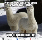 Llama Memes